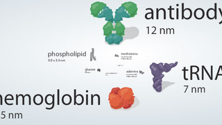 So Just How Small Is a Ribosome, Anyways?